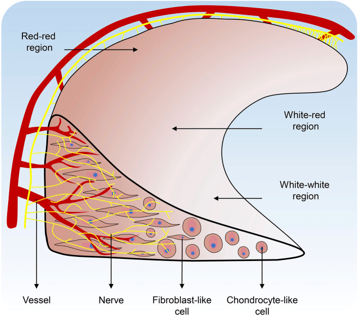 Schematic of the meniscus with red-red, white-red and white-white regions, peripheral vessels and nerves, and fibroblast-like and chondrocyte-like cells