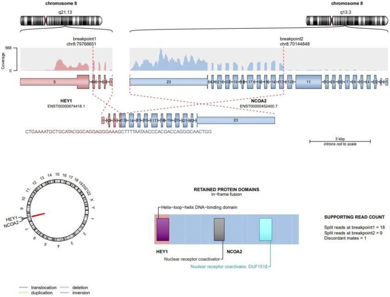 Schematic of the canonical HEY1-NCOA2 fusion joining HEY1 exons 1 to 4 to NCOA2 exons 13 to 23 on chromosome 8q