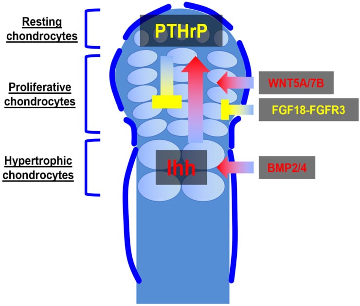 Schematic of the growth plate showing resting, proliferative and hypertrophic zones with the Ihh-PTHrP feedback axis