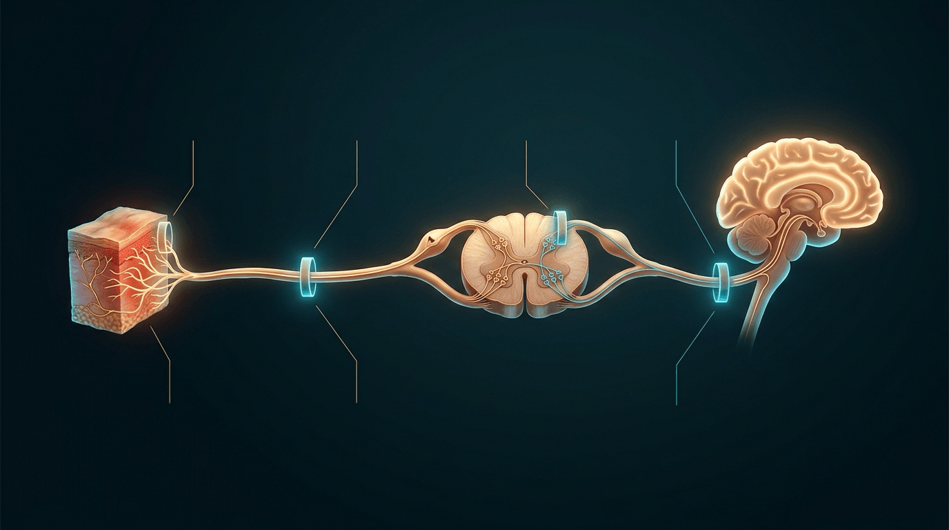 Illustration of the nociceptive pathway from a block of skin, along a peripheral nerve, through a spinal cord cross-section to the brainstem and brain, with four highlighted bands marking intervention points along it.