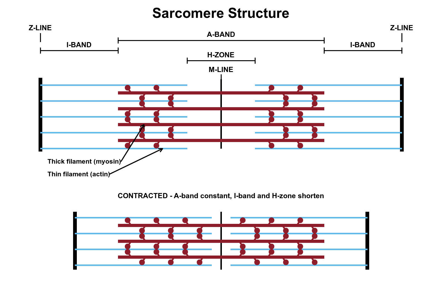 Labelled sarcomere structure showing the Z-line, I-band, A-band, H-zone and M-line with thick myosin and thin actin filaments, and a second row showing the contracted state with the A-band constant and the I-band and H-zone shortened.