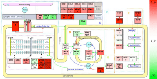 Molecular pathway map of skeletal muscle in panels A to G - neuromuscular junction, extracellular matrix and basal lamina, sarcomere, T-tubule and sarcoplasmic-reticulum calcium handling, and transcriptional control of myogenesis, slow fibres, atrophy and hypertrophy - coloured by gene expression in spastic wrist muscle from cerebral palsy patients versus controls.