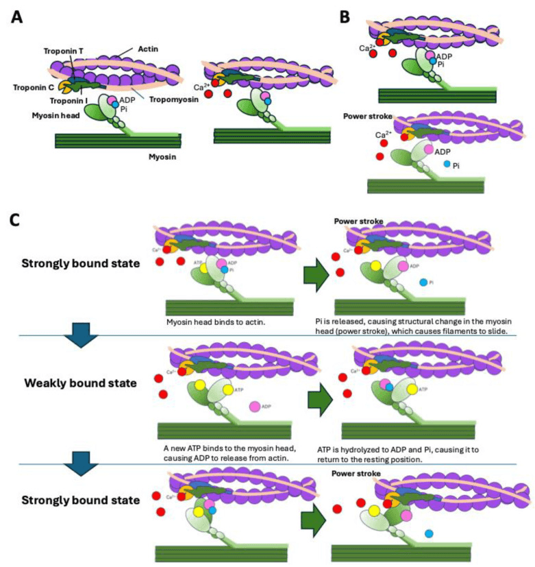 Three-panel diagram of the calcium-regulated actin-myosin cross-bridge cycle: troponin T, C and I and tropomyosin on actin with calcium binding, the power stroke, and the strongly and weakly bound states