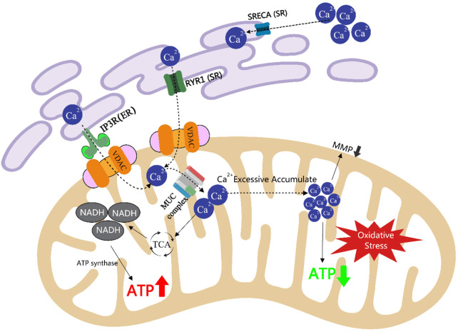 Calcium handling and mitochondrial pathways implicated in muscle fatigue