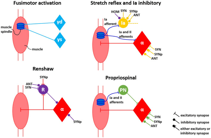Fusimotor activation and spinal reflex circuit organisation