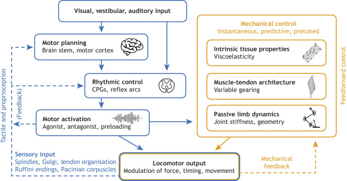 Flow diagram of neural control (motor planning, rhythmic control, motor activation and sensory feedback) and mechanical control (tissue viscoelasticity, muscle-tendon architecture and passive limb dynamics) converging on locomotor output