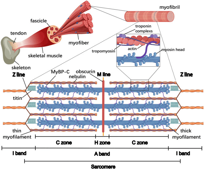 Illustration from tendon and whole muscle through fascicle, myofibre and myofibril to a labelled sarcomere with thin and thick myofilaments, titin, nebulin, MyBP-C, obscurin and the I bands, A band, C zones, H zone and M line