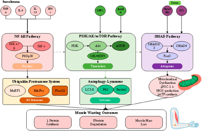 Pathway diagram of muscle wasting: cytokines via NF-kB, IGF-1 and insulin via PI3K/Akt/mTOR, myostatin and GCs via SMAD, converging on the ubiquitin-proteasome system, autophagy-lysosome and mitochondrial dysfunction
