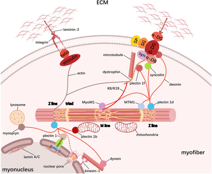 Diagram of the myofibre cytoskeleton linking the Z lines of a myofibril to the sarcolemma, extracellular matrix, mitochondria and myonucleus through integrin, talin, vinculin, dystrophin and the dystroglycans, desmin, plectin and microtubules
