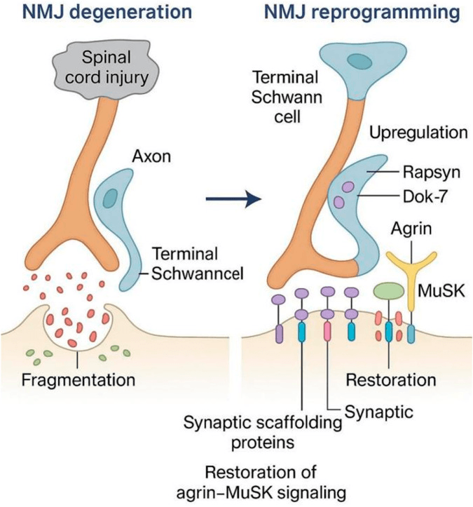 Schematic of neuromuscular junction degeneration after spinal cord injury, with fragmentation beside the terminal Schwann cell, and reprogramming with the terminal Schwann cell, synaptic scaffolding proteins and restored agrin-MuSK signalling