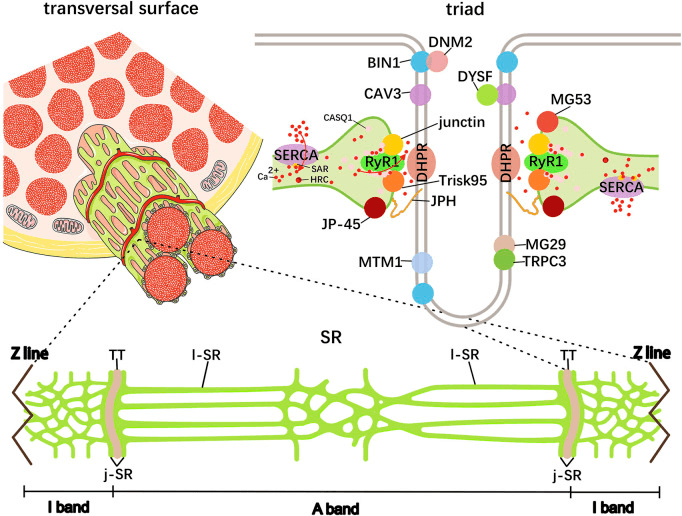 Diagram of a transverse surface of a myofibre, a triad with DHPR facing RyR1 across the T-tubule and terminal cisternae, and the sarcoplasmic reticulum along one sarcomere with a T-tubule at each A band-I band junction