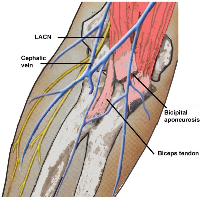 Anterior elbow illustration showing the lateral antebrachial cutaneous nerve beside the cephalic vein, biceps tendon and bicipital aponeurosis.