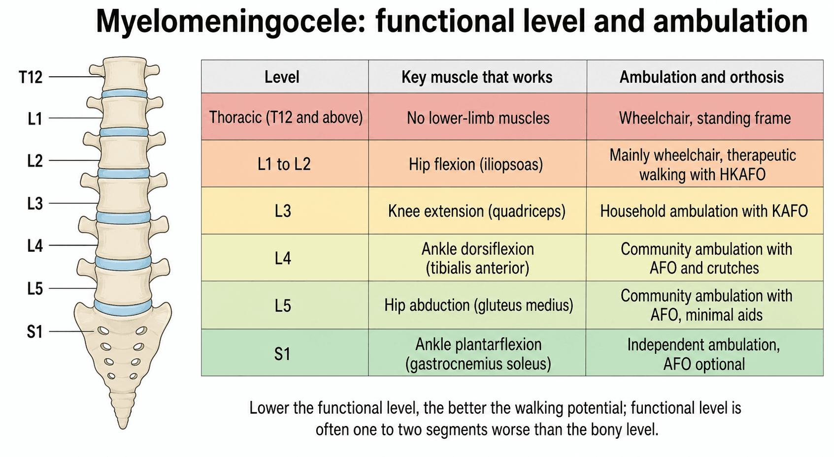 Infographic mapping myelomeningocele functional neurological levels (thoracic to S1) to the key working muscle and the resulting ambulation potential and orthosis.