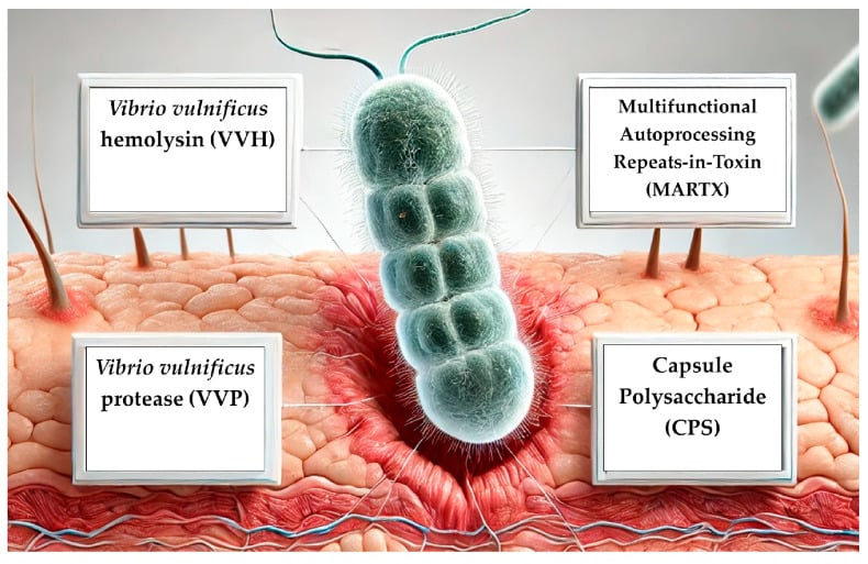 3D schematic diagram of Vibrio vulnificus virulence factors in necrotizing fasciitis