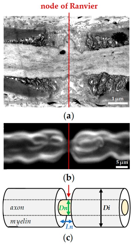 Electron and confocal microscopy of a node of Ranvier in a myelinated axon