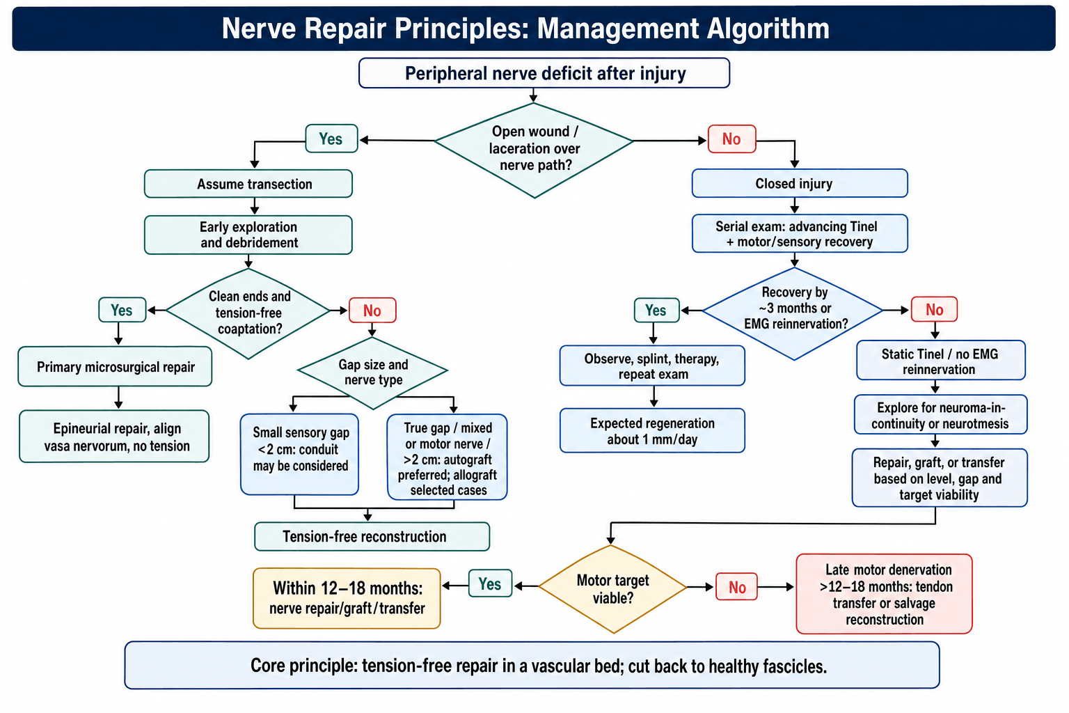 Nerve Repair Management Algorithm