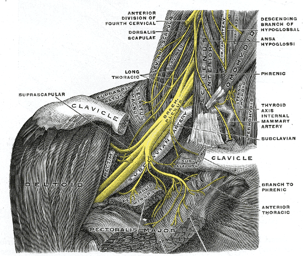 Anatomical plate of the brachial plexus showing roots, trunks, divisions, cords and terminal branches with the subclavian artery.