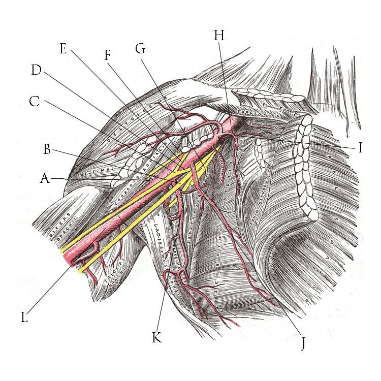 Surgical anatomy plate of the brachial plexus and axillary artery in situ in the axilla.