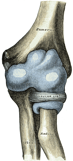 Anatomical illustration of the anterior elbow joint showing the annular ligament around the proximal radius