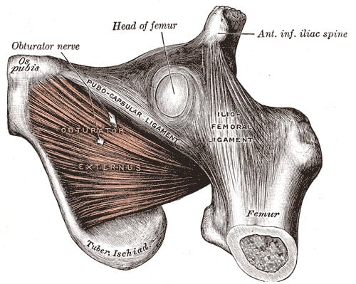 Classic anatomical plate of the obturator region showing the obturator nerve near the os pubis and the obturator externus muscle on the anterior hip capsule.