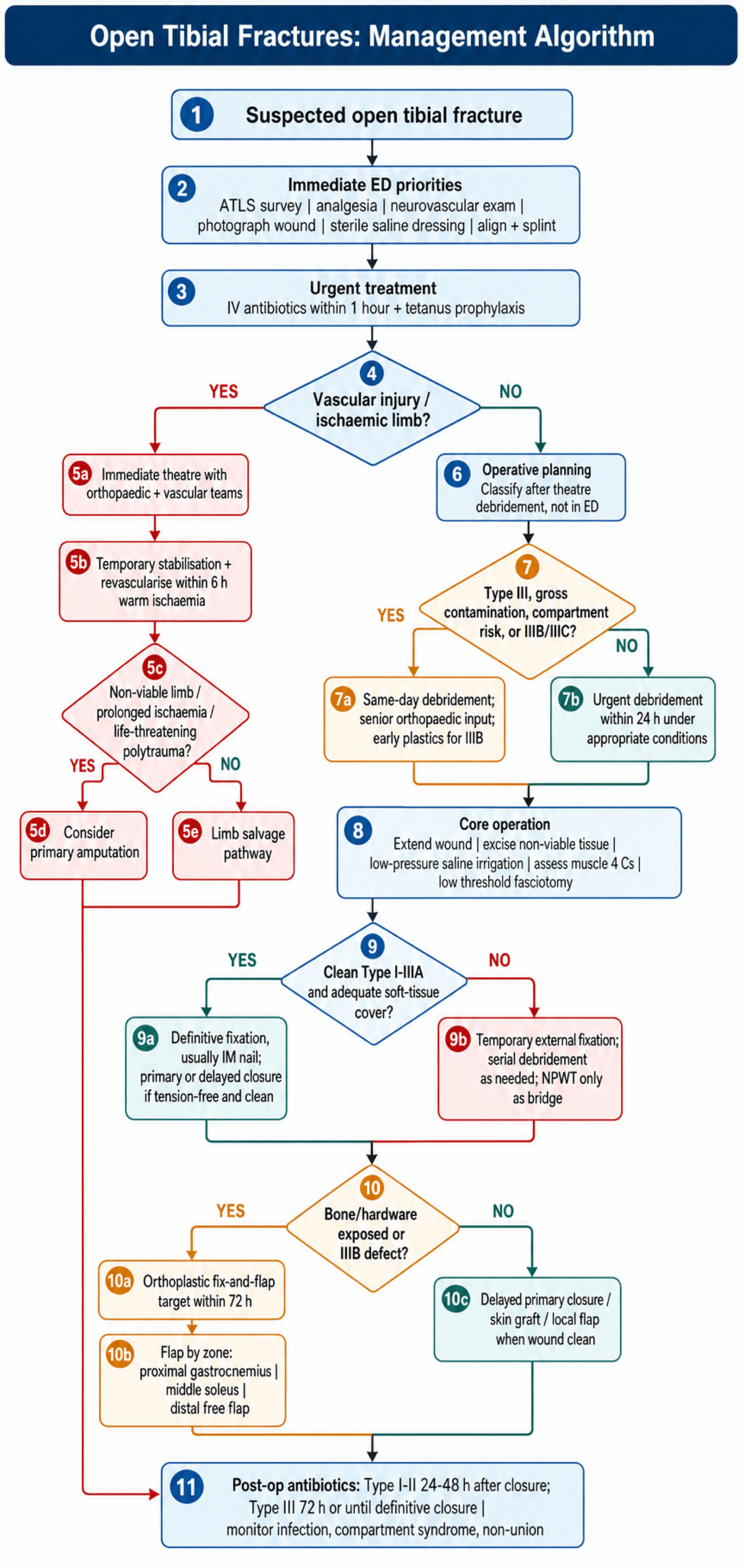 Flowchart: management algorithm for open tibial fractures.