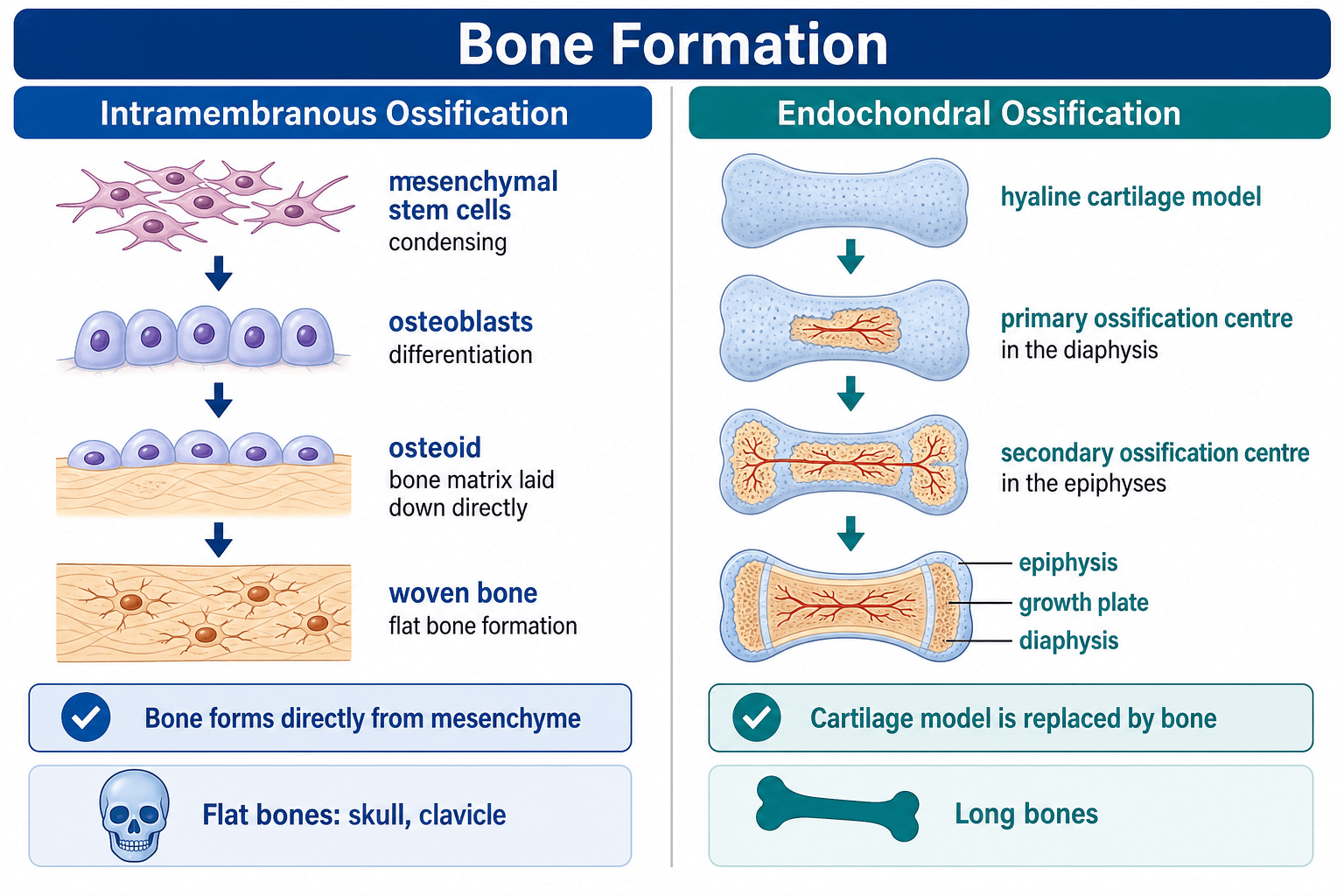 intramembranous vs endochondral ossification diagram