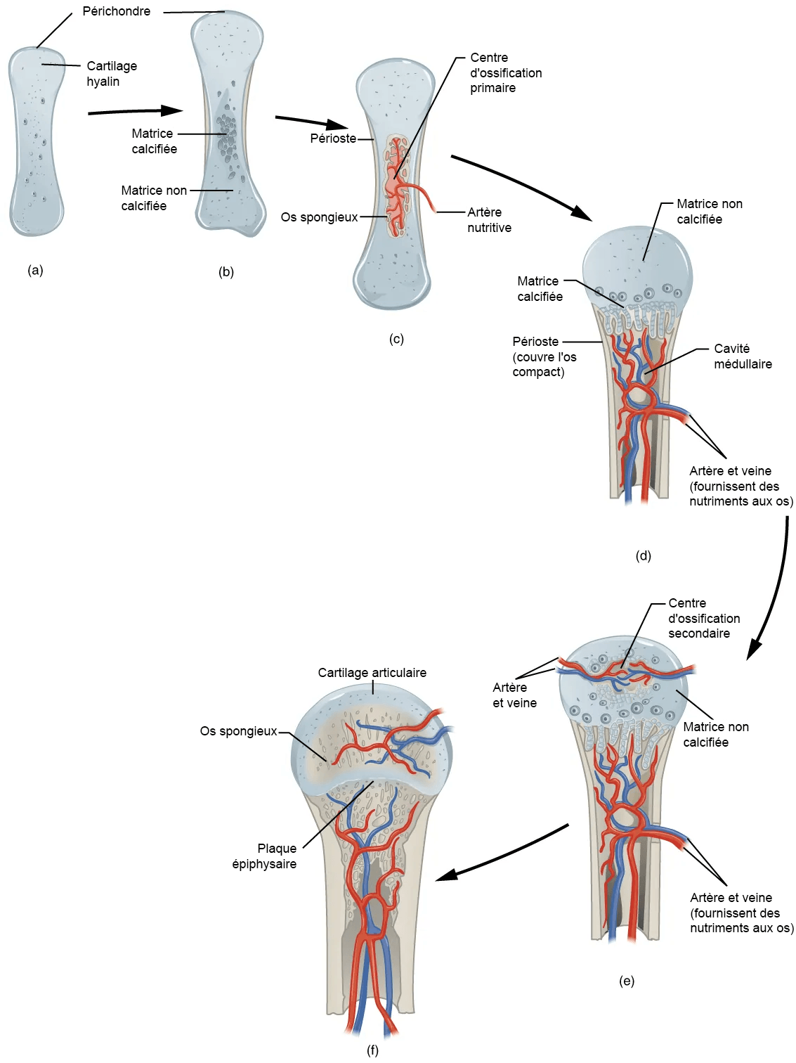 Six-panel sequence (a to f, labels in French) of endochondral ossification from hyaline cartilage model to epiphyseal plate and articular cartilage