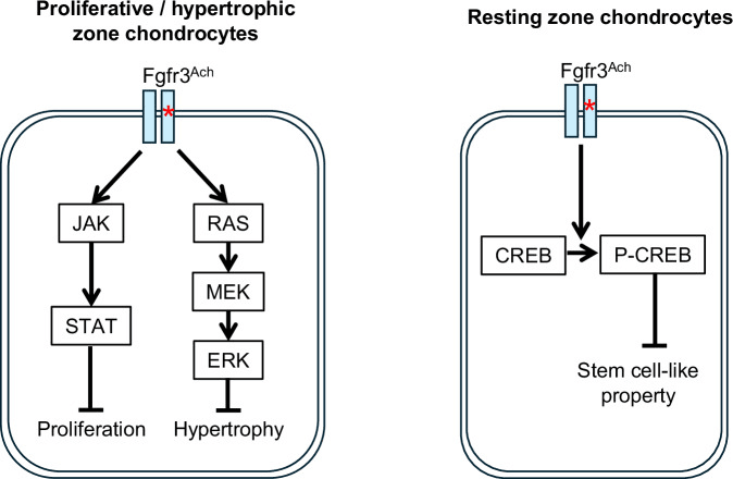 Zone-specific signalling by mutant FGFR3 (Fgfr3Ach): JAK-STAT inhibits proliferation and RAS-MEK-ERK inhibits hypertrophy in proliferative and hypertrophic chondrocytes, and P-CREB inhibits stem-cell-like properties in resting zone chondrocytes