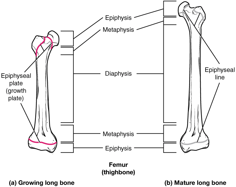 Growing femur with epiphyseal plates beside a mature femur with epiphyseal lines