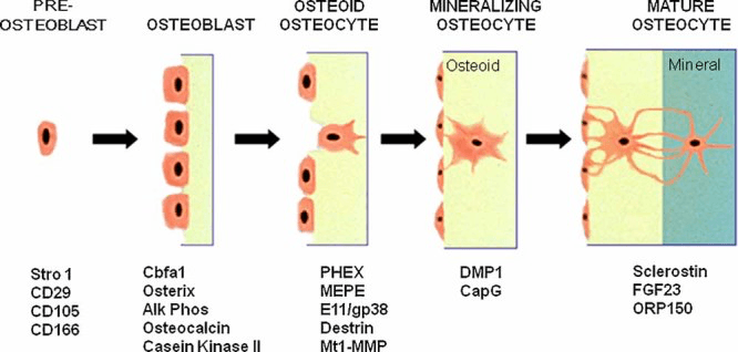 Stages from pre-osteoblast through osteoblast, osteoid osteocyte and mineralising osteocyte to mature osteocyte, each with its molecular markers