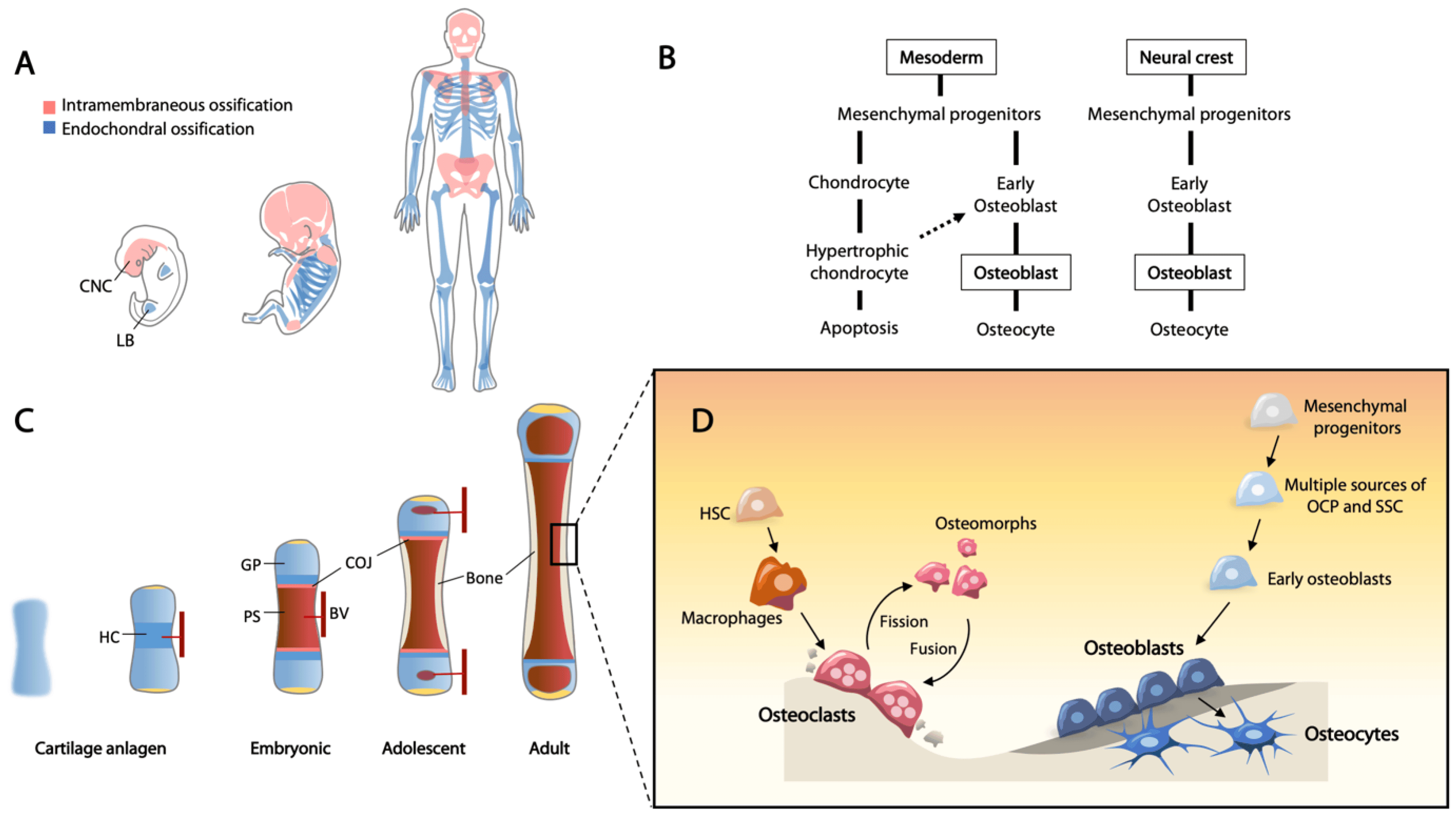 Four-panel overview: (A) intramembranous and endochondral bone colour-coded in embryo, fetus and adult; (B) mesenchymal progenitor lineages to chondrocyte and osteoblast; (C) long bone from cartilage anlage to adult; (D) remodelling by osteoclasts and osteoblasts