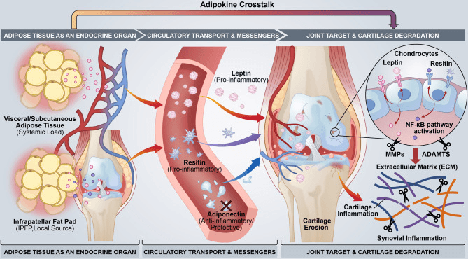Adipokine crosstalk between adipose tissue synovium and cartilage