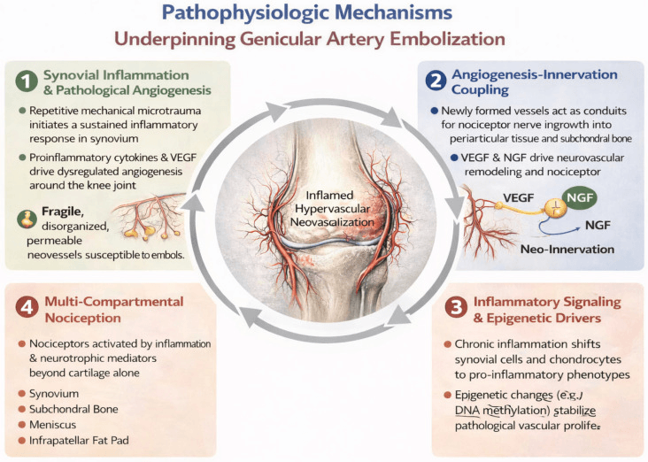 Cycle linking synovial inflammation angiogenesis and nociception in knee OA