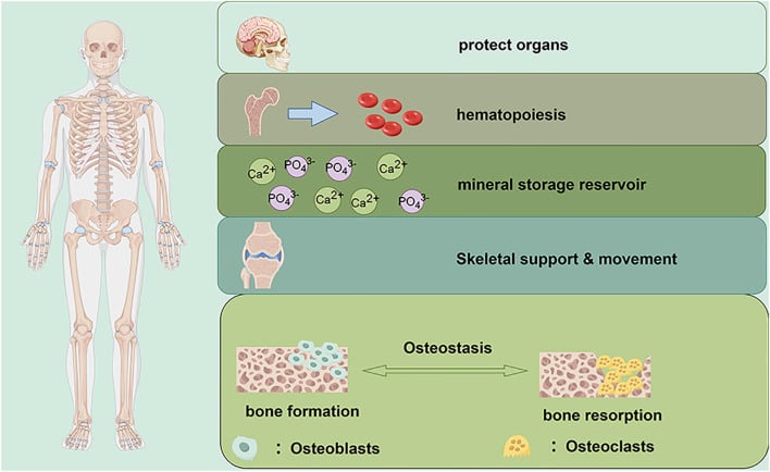 Diagram of the functions of bone with osteostasis shown as a balance between osteoblast-driven formation and osteoclast-driven resorption