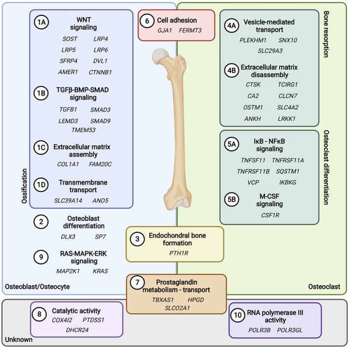 Overview mapping high bone mass genes onto biological processes, separating osteoblast and osteocyte pathways such as WNT, TGF-beta-BMP-SMAD and matrix assembly from osteoclast resorption pathways