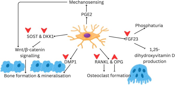 Diagram of the osteocyte secreting PGE2, DMP1, FGF23, SOST, DKK1, RANKL and OPG with their effects on Wnt signalling, mineralisation, osteoclast formation and phosphate handling