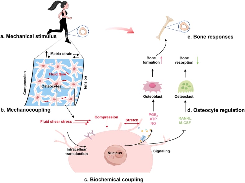 Multiscale diagram showing mechanical loading, osteocyte mechanocoupling, biochemical signalling and bone adaptation.