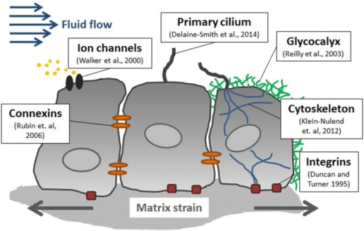 Diagram of fluid-flow and matrix-strain mechanosensors in bone cells, including cilium, glycocalyx, integrins, connexins and ion channels.