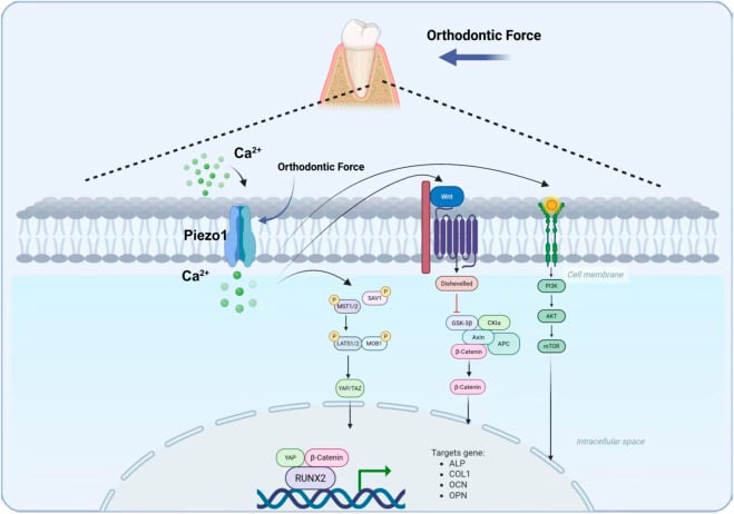 Diagram of Piezo1 in the cell membrane opening under orthodontic force, admitting calcium and signalling through YAP/TAZ, Wnt/beta-catenin and PI3K-AKT-mTOR towards RUNX2 and its target genes.
