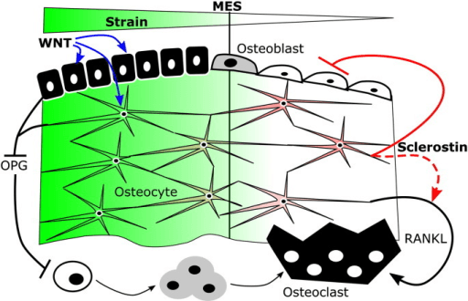 Model of strain-dependent sclerostin, Wnt, RANKL and OPG control of osteoblasts and osteoclasts.
