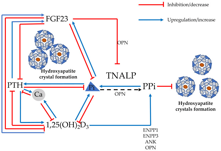 Endocrine regulation of hydroxyapatite crystal formation