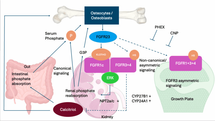 FGF23 regulation of renal phosphate handling and mineral metabolism