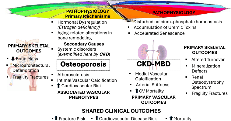Mechanistic distinction between osteoporosis and CKD mineral-bone disorder