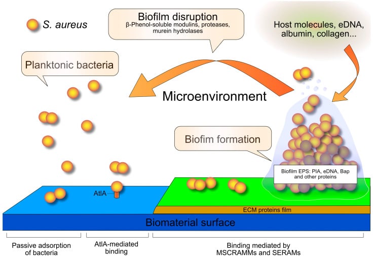Diagram of Staphylococcus aureus adhesion, biofilm maturation and disruption on a biomaterial surface.