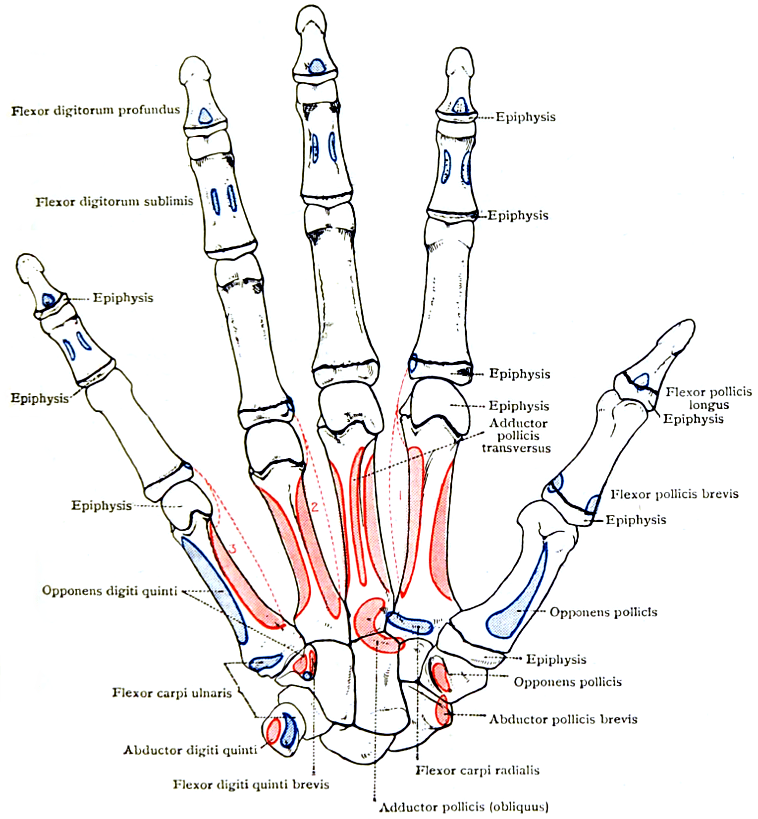Palmar view of the right hand with the three palmar interossei numbered 1 to 3 in red between the metacarpals.