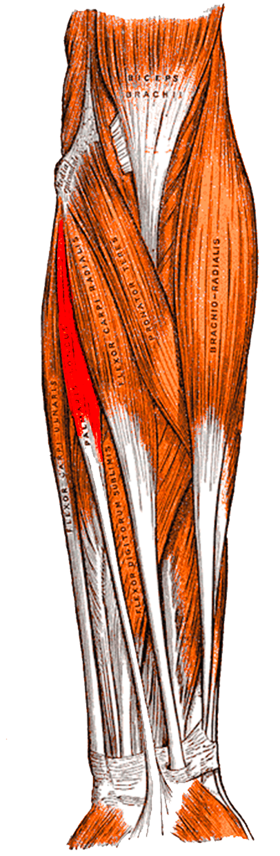 Gray's anatomy plate of the superficial flexor compartment with palmaris longus shaded to distinguish it from the neighbouring muscles.