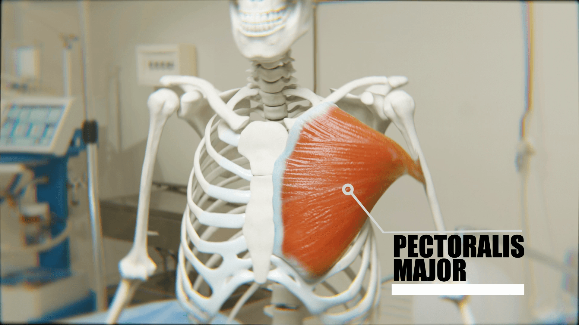 Anterior chest illustration showing the fan-shaped pectoralis major converging towards the humerus.