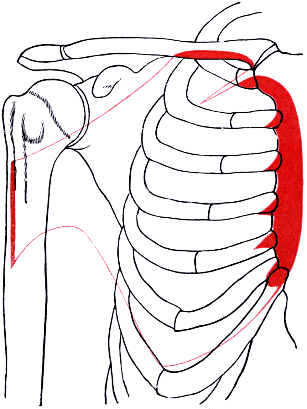 Skeletal diagram of the right chest and arm with the outline and attachment areas of pectoralis major shaded.