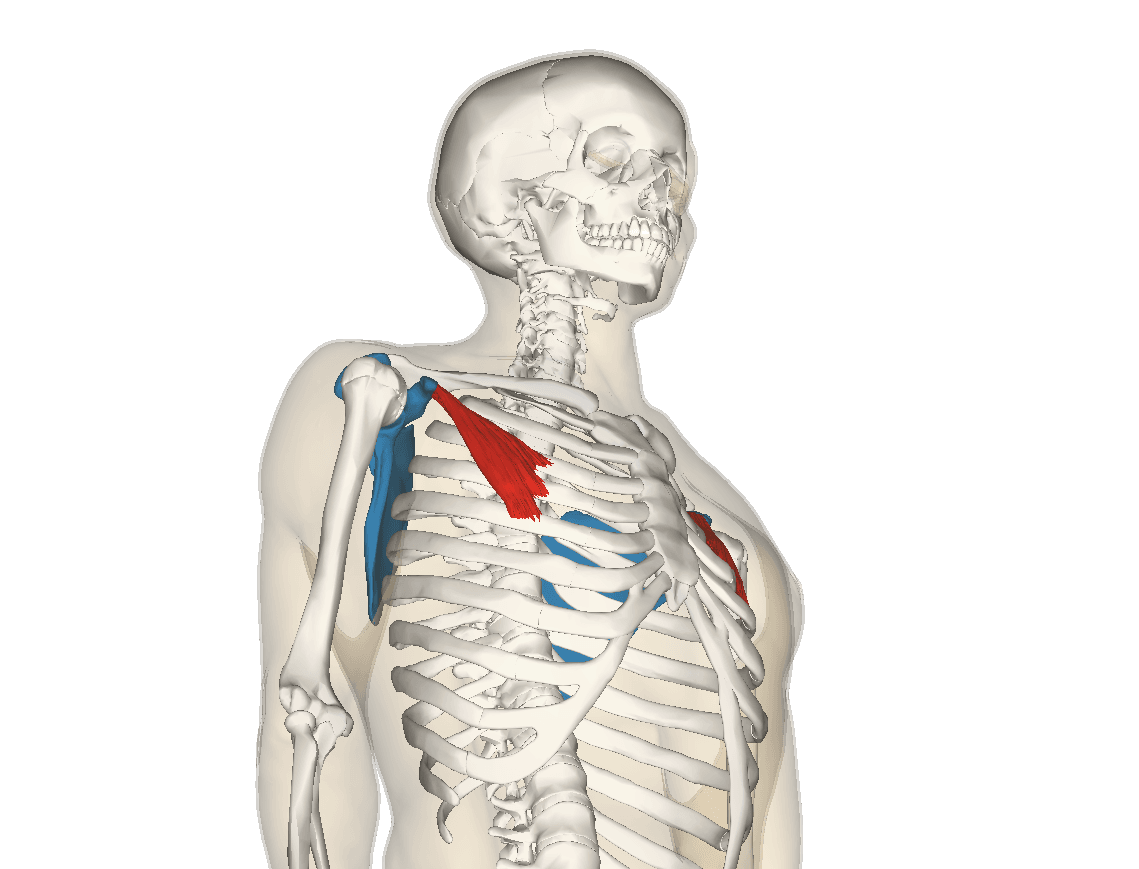Illustration with pectoralis minor coloured red running from the ribs to the scapular coracoid process shown in blue.