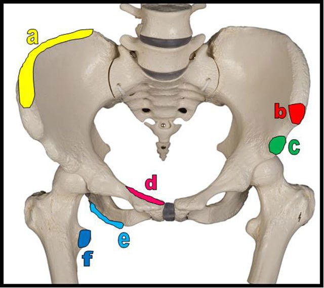 Pelvic model with six apophyseal avulsion sites outlined in colour and lettered a to f